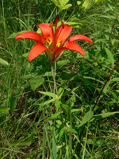 {Lilium philadelphicum}